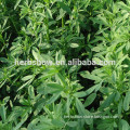 High quality Medicago sativa seeds WEINAER for planting